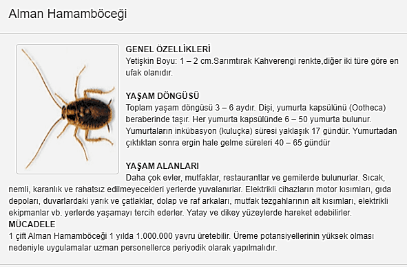 alman